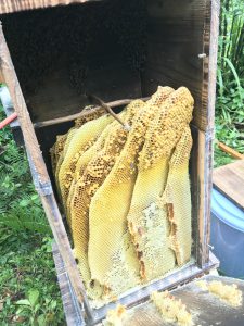 蜂蜜の収穫