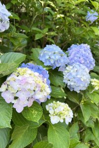 慈眼寺公園の紫陽花