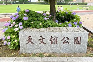 天文館公園の紫陽花