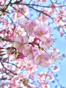 石橋記念公園の桜
