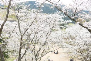 観音ヶ池市民の森の桜