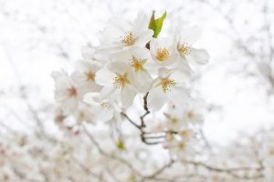 観音ヶ池市民の森の桜