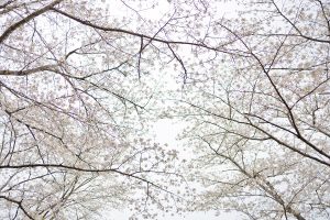 観音ヶ池市民の森の桜