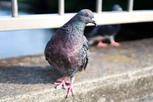 石橋記念公園のハト