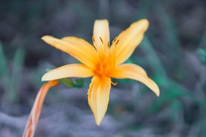 ニッコウキスゲ